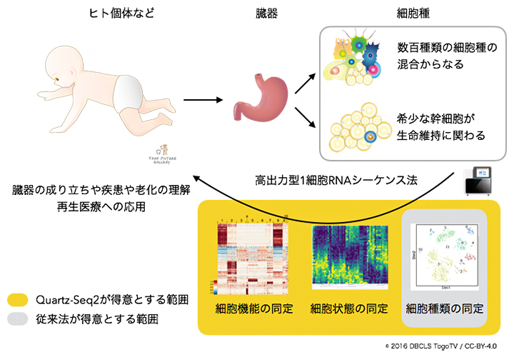 1細胞rna解析で世界最高成績 理化学研究所