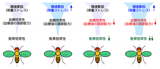 血糖恒常性の低下は、発育恒常性の低下（器官サイズのばらつき）を引き起こすの図