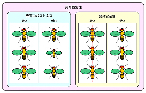 発育恒常性に関わる「発育ロバストネス」と「発育安定性」の図