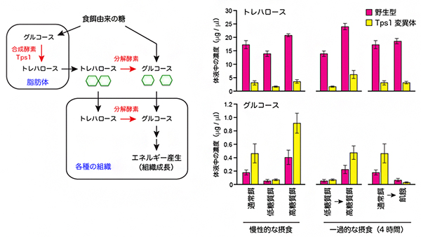 トレハロース代謝経路と体液中の糖濃度の変動の図