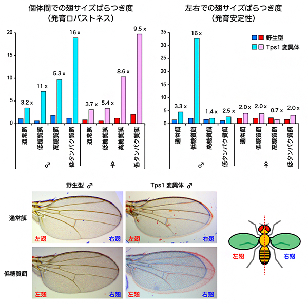 野生型と変異体における発育ロバストネスと発育安定性の図