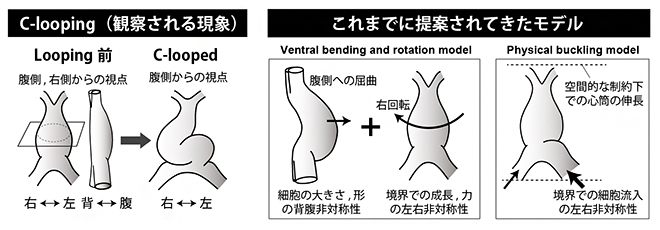 心筒のCルーピングとこれまでに提案されてきたモデルの図