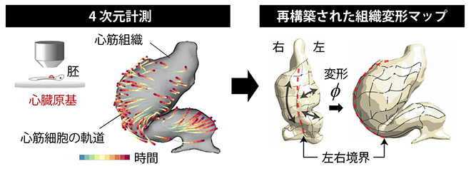 心臓発生過程の4D計測と組織変形動態解析の図