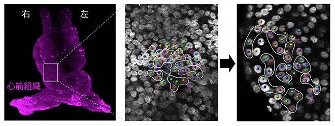 心筒右側組織で見られる細胞の再配列による前後軸への組織伸長の図