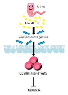 寄生虫を介したCD8陽性制御性T細胞の誘導により、1型糖尿病の発症が抑制されるの図