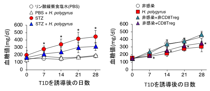 H.polygyrusによる1型糖尿病（T1D）の発症抑制とCD8Tregの関係の図