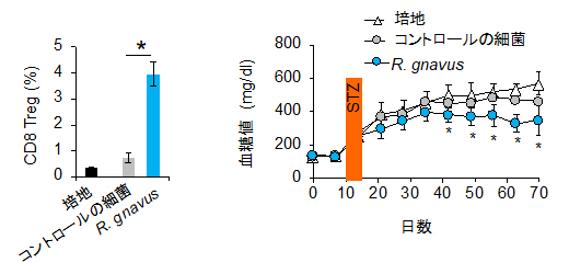 CD8Tregの増加とR. gnavusの関係の図