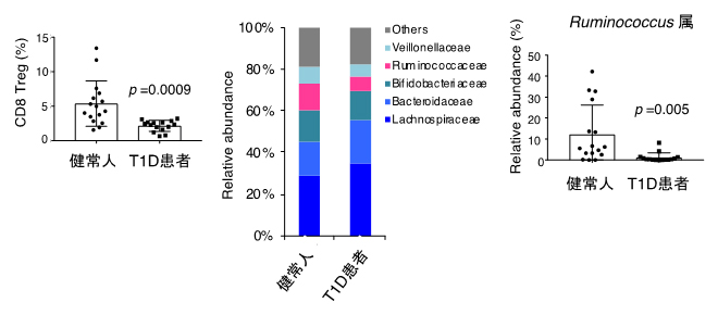 T1Dの患者における血中CD8Treg量と糞便中のRuminococcus属の腸内細菌の図