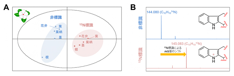 15N標識および非標識ニチニチソウのメタボローム解析の図