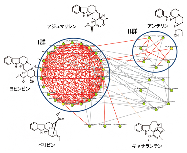 アルカロイドネットワーク解析の図