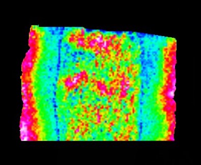 ニチニチソウの根（縦断面）におけるアンチリンのイメージング質量分析の図