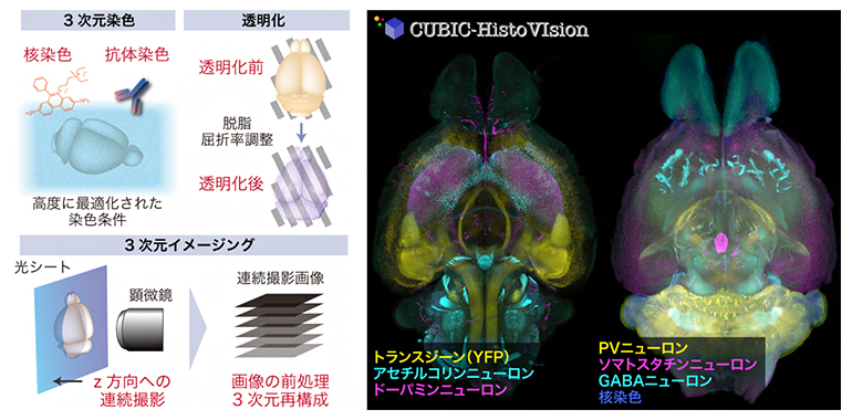 CUBIC-HistoVIsion の概略（左）とマウス全脳のマルチカラーイメージング例（右）の図