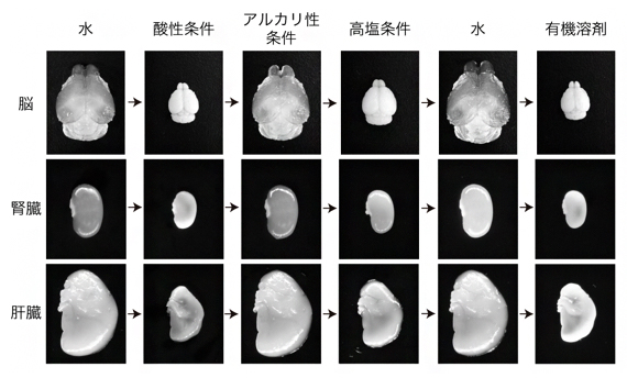 さまざま条件下における組織の膨潤収縮の挙動の図