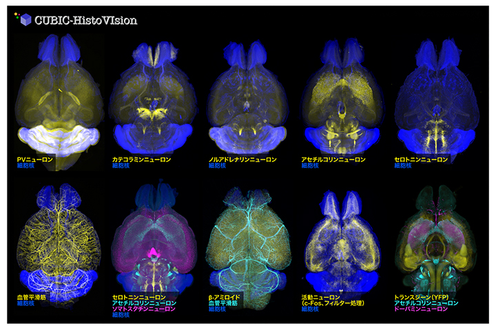 マウス全脳を用いたCUBIC-HVの実施例の図