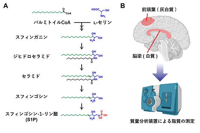 スフィンゴシン-1-リン酸（S1P）の生合成経路と解析した脳部位と質量分析装置の図