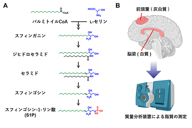 スフィンゴシン-1-リン酸(S1P)の生合成経路と解析した脳部位と質量分析装置の図