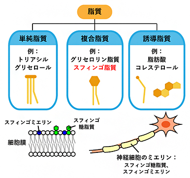 スフィンゴ脂質の図