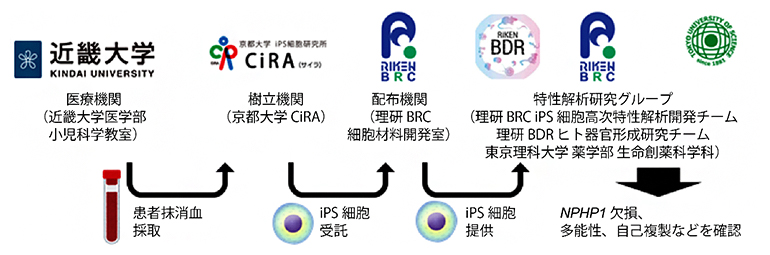 本研究における他機関との連携の図