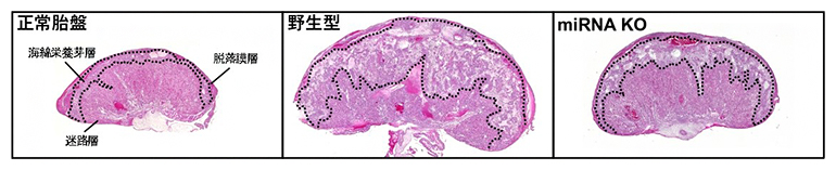 miRNA ノックアウト（KO）による体細胞クローン技術（SCNT）胎盤形態の改善の図