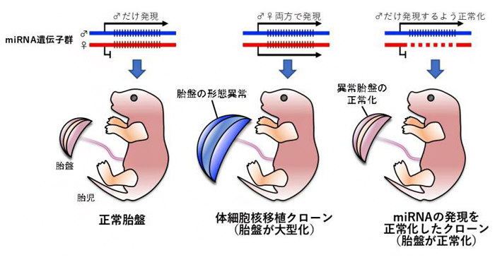 体細胞クローンマウスの胎盤異常の原因を解明 理化学研究所 体細胞クローンマウスの胎盤異常の原因を解明 理化学研究所