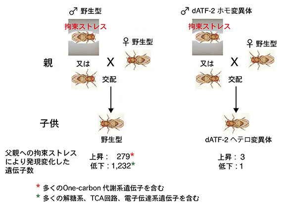 父親への拘束ストレスによる子供の遺伝子発現の変化の図