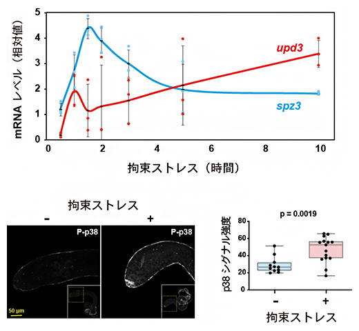 拘束ストレスによるupd3の誘導とp38の活性化の図