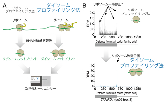 ダイソームプロファイリング法（A）による、リボソーム渋滞位置の高精度同定（B）の図