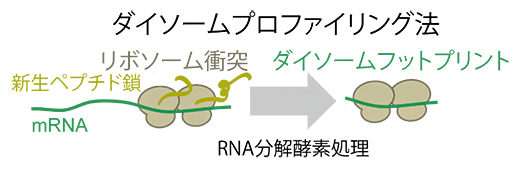 ダイソームプロファイリング法の概略の図