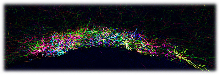 マウスの前障神経細胞のBrainbow染色像の図