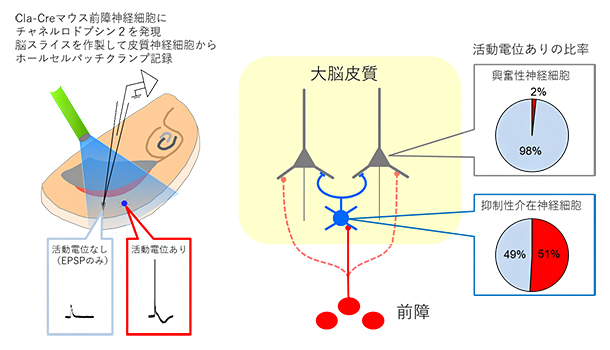 前障神経細胞の刺激と大脳皮質の興奮性・抑制性介在神経細胞の活動の図