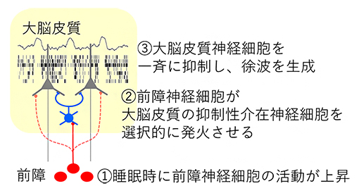 前障による大脳皮質徐波の制御の図