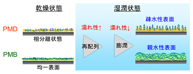 ポリマーコーティング膜の水和挙動の図