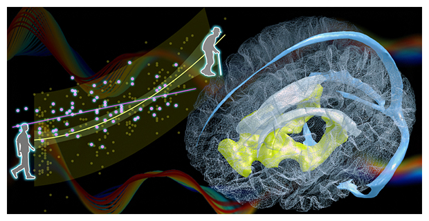 本研究で見いだされた静脈排出の加齢変化を示すグラフ（左）と脳静脈構造（右）の図