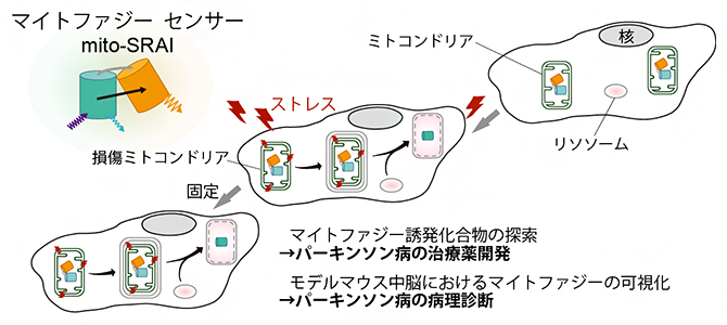 マイトファジー蛍光センサーにより、パーキンソン病の治療薬や病理診断の開発が可能にの図