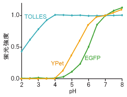 さまざまな蛍光タンパク質のpH滴定の図