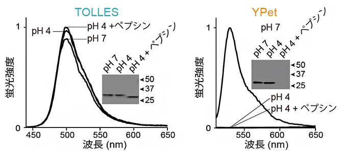 TOLLESとYPetの酸およびタンパク質分解酵素に対する耐性の図