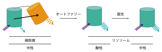 オートファジーの蛍光センサーSRAIの作動原理の図