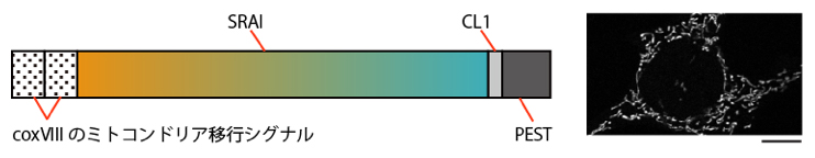 ミトコンドリア特異的局在をきわめたマイトファジー蛍光センサーmito-SRAIの図