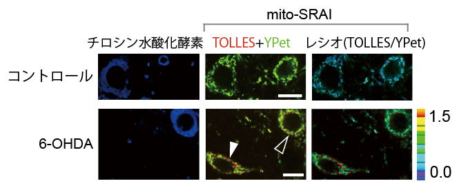 mito-SRAIを用いた中脳黒質緻密部におけるマイトファジーの検出の図