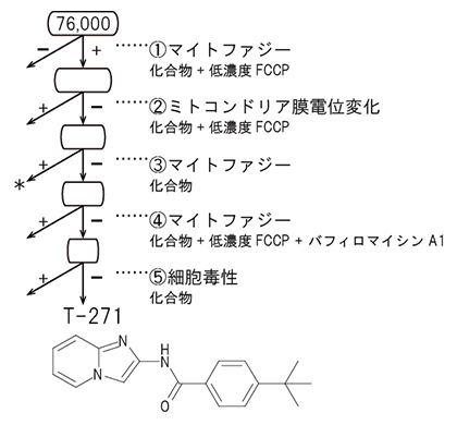 マイトファジー誘起化合物スクリーニングのフローチャートの図