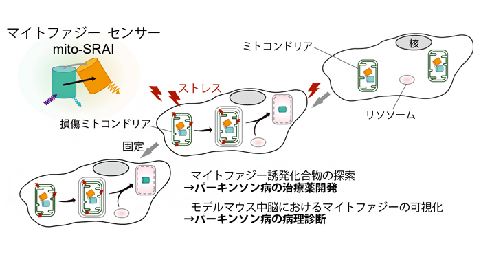 Amazon.co.jp: 亜鉛はミトコンドリアの源である : 周東寛: 本