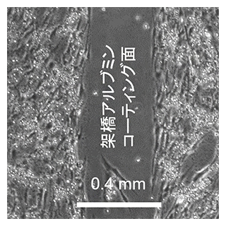 架橋アルブミンによる細胞パターニングの図