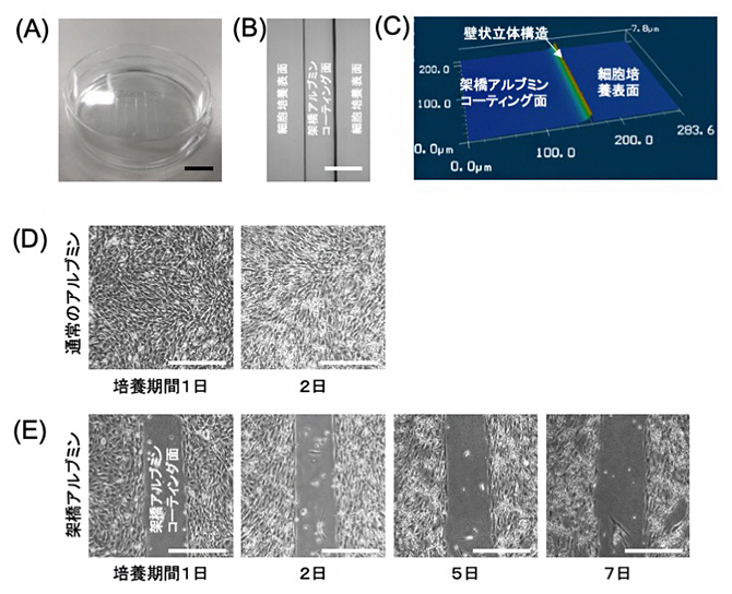 架橋アルブミン製細胞培養用デバイスの作製と細胞パターニングの図