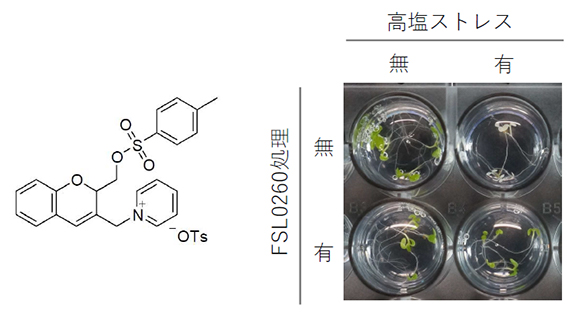 新規化合物FSL0260の構造式(左)と耐塩性実験(右)の図