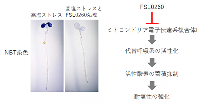 FSL0260の活性酸素抑制実験と耐塩性強化のメカニズムの図