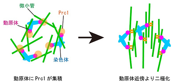 マウス卵母細胞における紡錘体の二極化モデル（二極は上下方向）の図