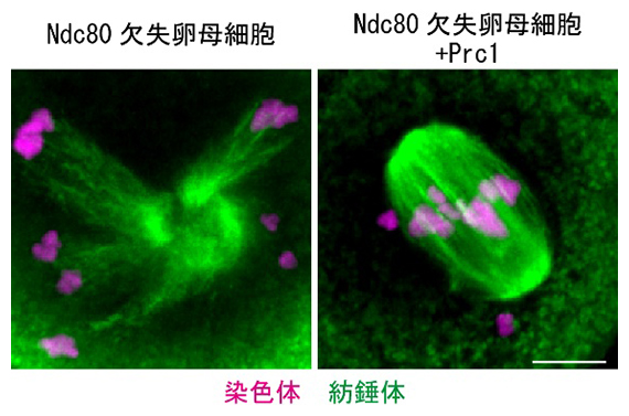 Prc1の増加によるマウス卵母細胞における二極性紡錘体形成の回復の図