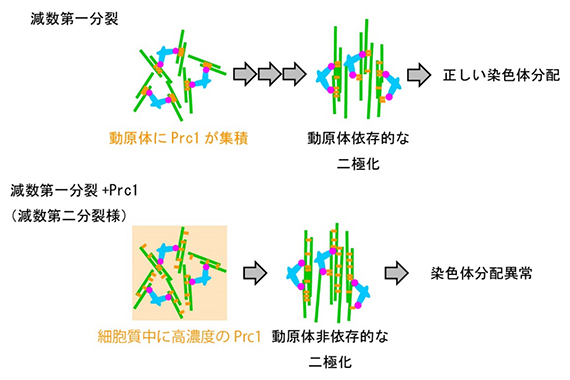 マウス卵母細胞における動原体が主導する紡錘体の二極化機構の図