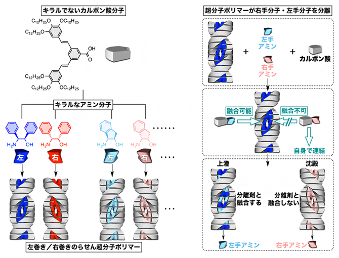 らせん状の超分子分子ポリマー（左）と左手分子と右手分子の分離への応用（右）の図