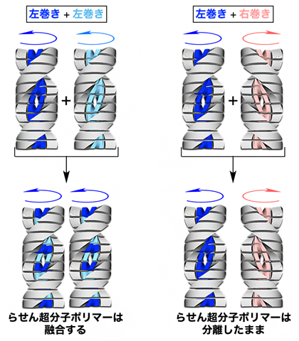 らせん超分子ポリマーの巻き方向と融合性との関係の図